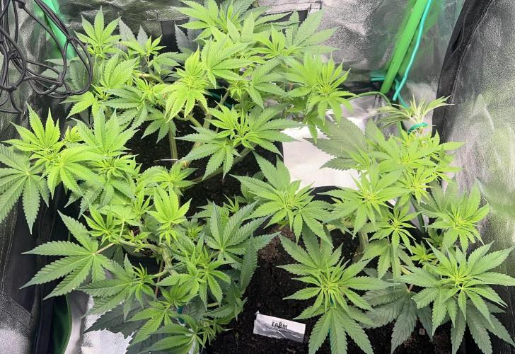 Winter Grow Barney’s Farm. Week 8