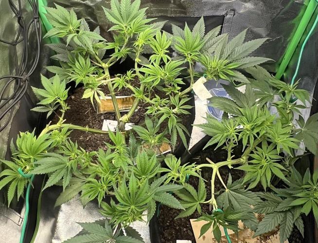 Winter Grow Barney’s Farm. Week 8