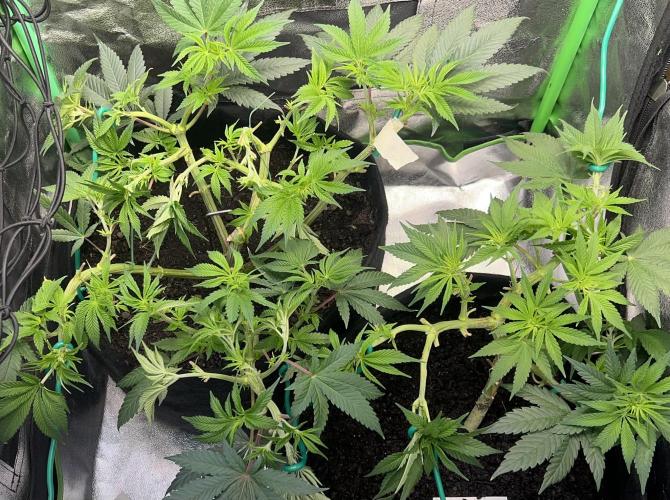 Winter Grow Barney’s Farm. Week 8