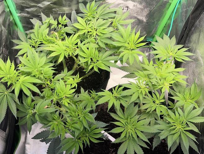 Winter Grow Barney’s Farm. Week 8