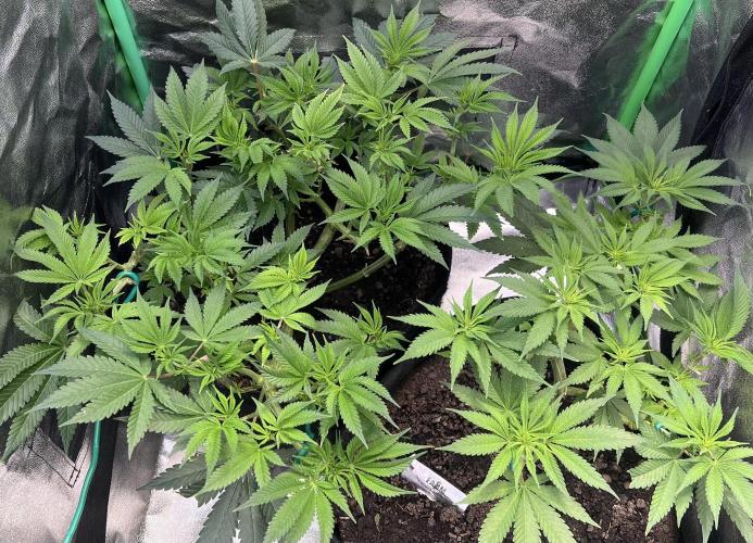 Winter Grow Barney’s Farm. Week 8