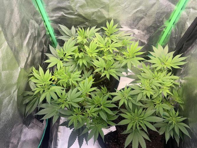 Winter Grow Barney’s Farm. Week 8