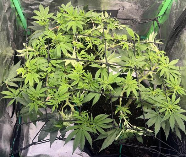 Winter Grow Barney’s Farm. Week 8