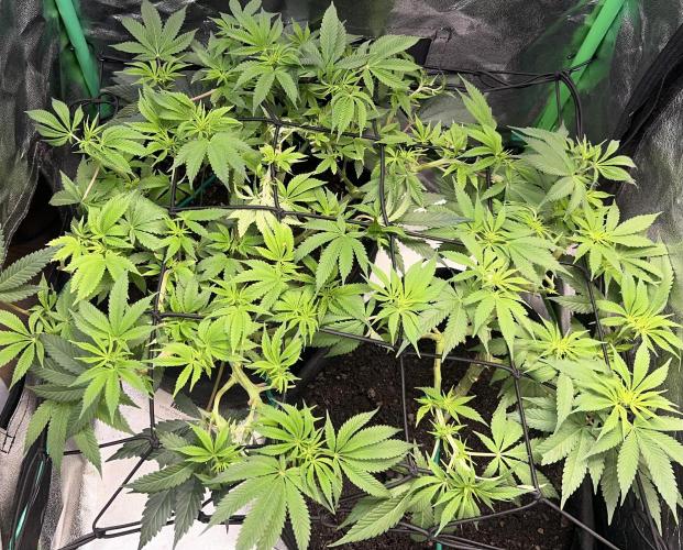 Winter Grow Barney’s Farm. Week 8