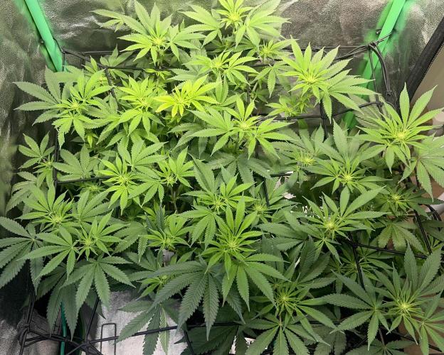 Winter Grow Barney’s Farm. Week 9