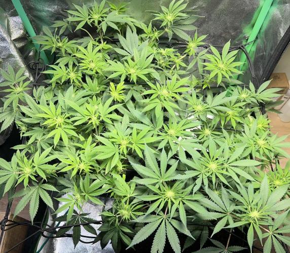 Winter Grow Barney’s Farm. Week 9