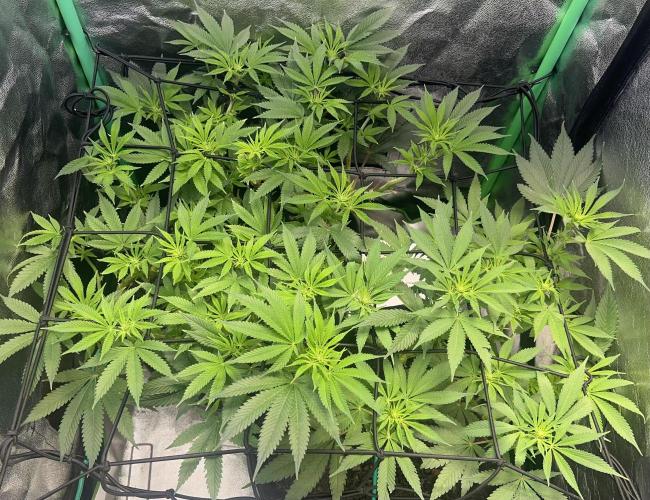 Winter Grow Barney’s Farm. Week 9