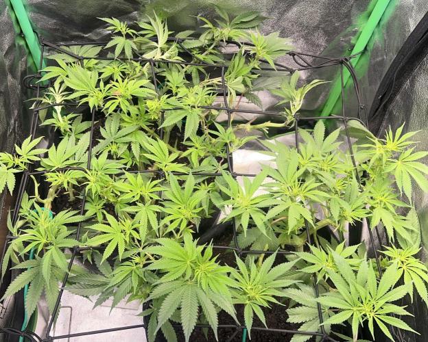 Winter Grow Barney’s Farm. Week 9