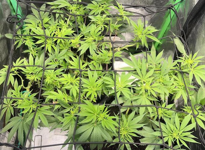 Winter Grow Barney’s Farm. Week 9