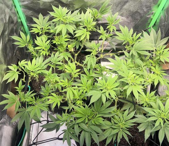 Winter Grow Barney’s Farm. Week 9