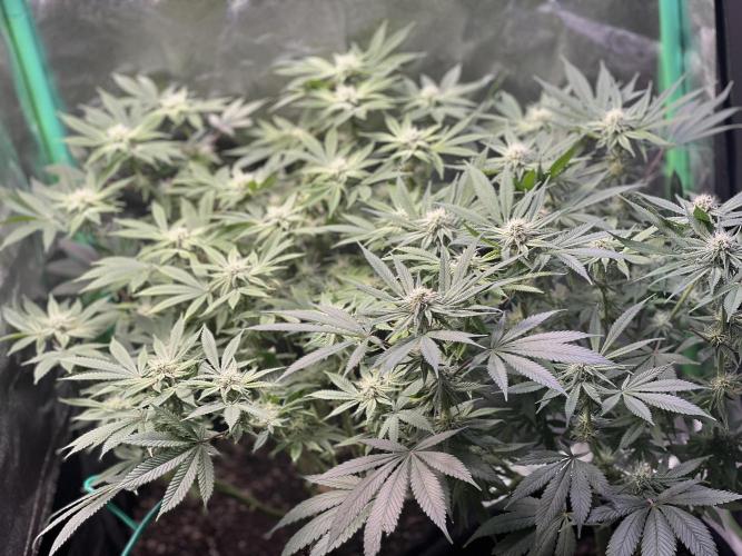 Winter Grow Barney’s Farm. Week 11