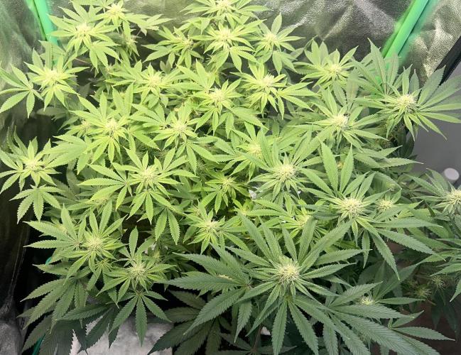 Winter Grow Barney’s Farm. Week 11