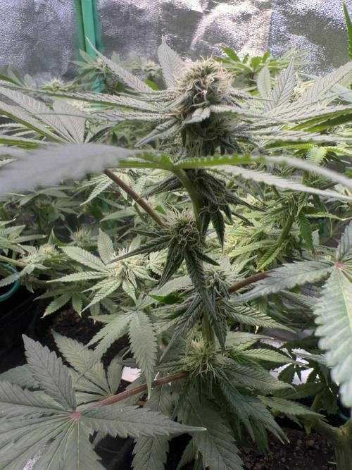 Winter Grow Barney’s Farm. Week 11