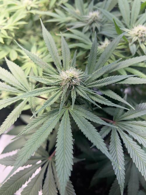 Winter Grow Barney’s Farm. Week 11