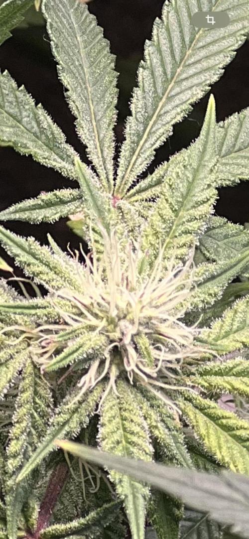 Winter Grow Barney’s Farm. Week 11