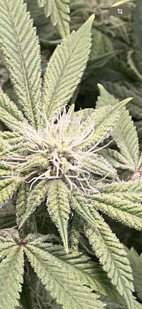 Winter Grow Barney’s Farm. Week 11