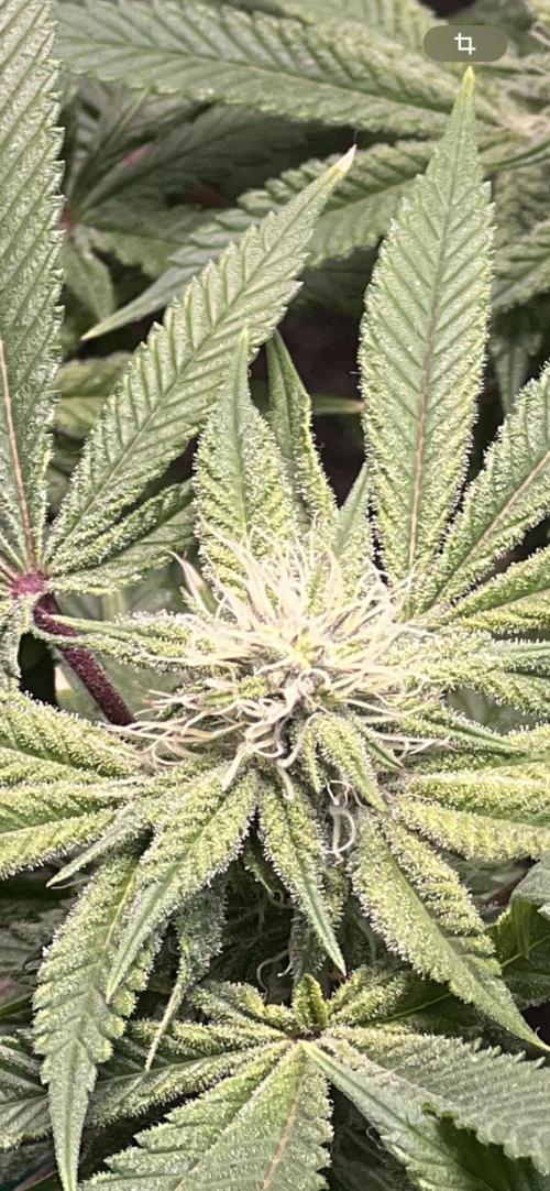 Winter Grow Barney’s Farm. Week 11