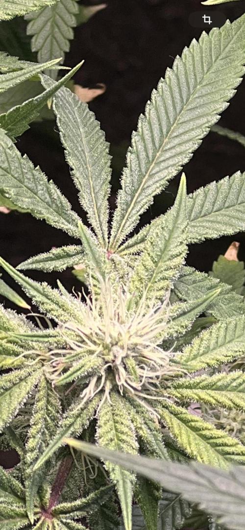 Winter Grow Barney’s Farm. Week 11