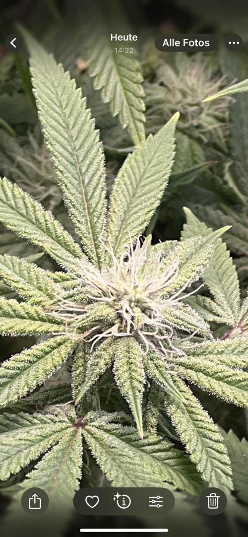 Winter Grow Barney’s Farm. Week 11