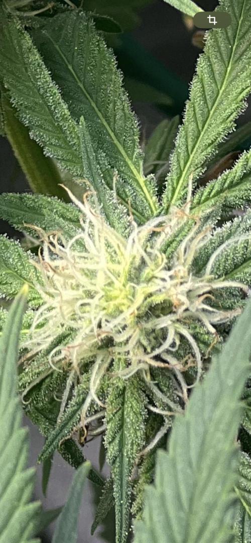 Winter Grow Barney’s Farm. Week 11