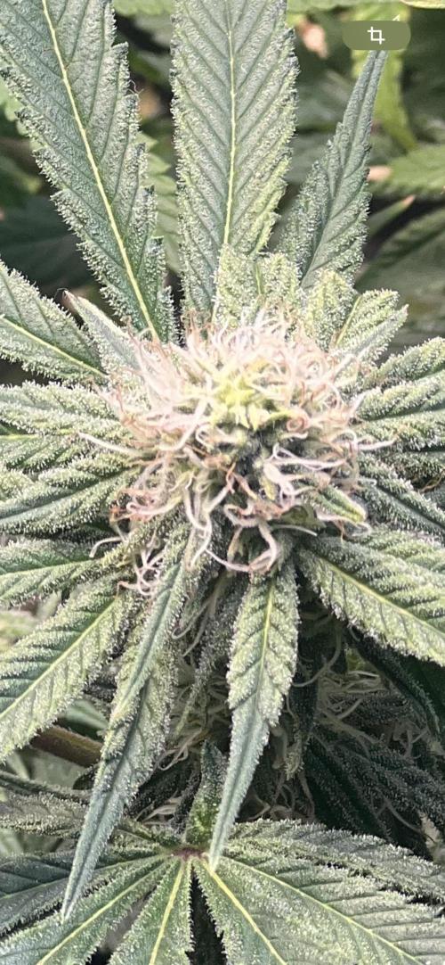 Winter Grow Barney’s Farm. Week 11