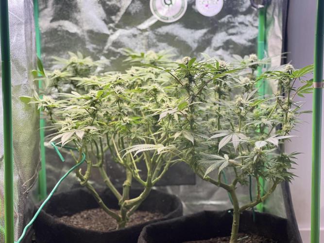 Winter Grow Barney’s Farm. Week 11