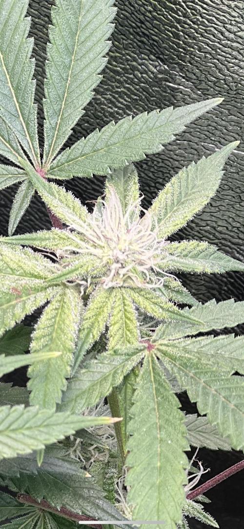 Winter Grow Barney’s Farm. Week 11