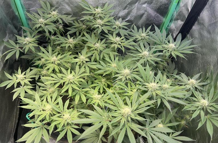 Winter Grow Barney’s Farm. Week 11