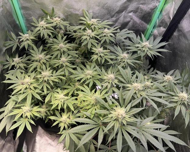 Winter Grow Barney’s Farm. Week 12