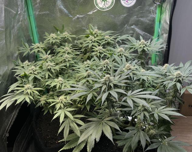 Winter Grow Barney’s Farm. Week 12