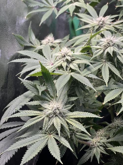 Winter Grow Barney’s Farm. Week 12