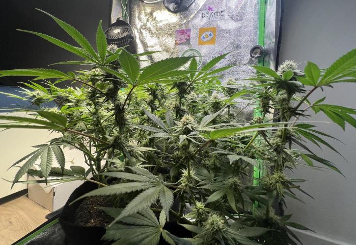 Winter Grow Barney’s Farm. Week 12