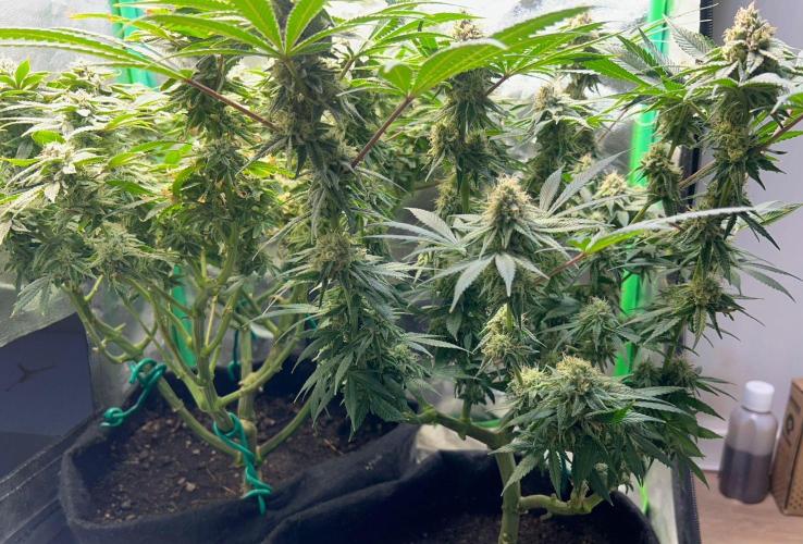 Winter Grow Barney’s Farm. Week 14