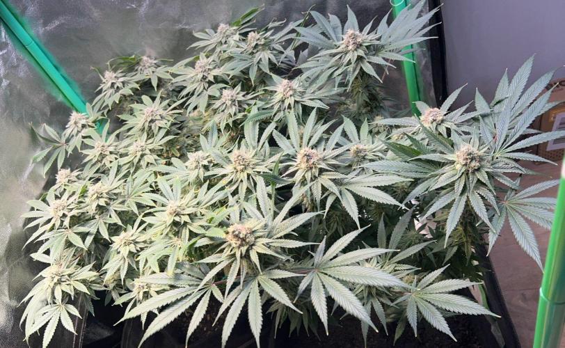 Winter Grow Barney’s Farm. Week 14