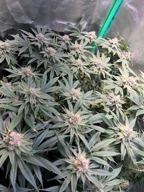 Winter Grow Barney’s Farm. Week 14