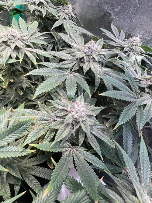 Winter Grow Barney’s Farm. Week 14