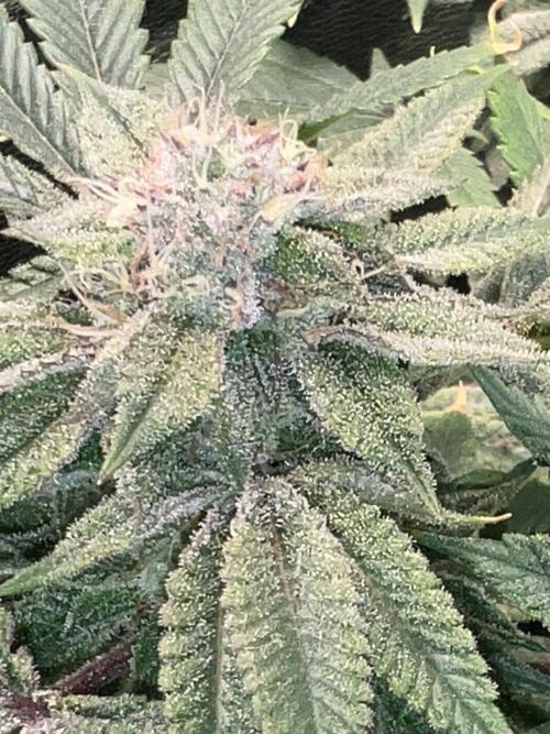 Winter Grow Barney’s Farm. Week 14