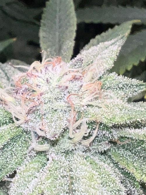 Winter Grow Barney’s Farm. Week 14