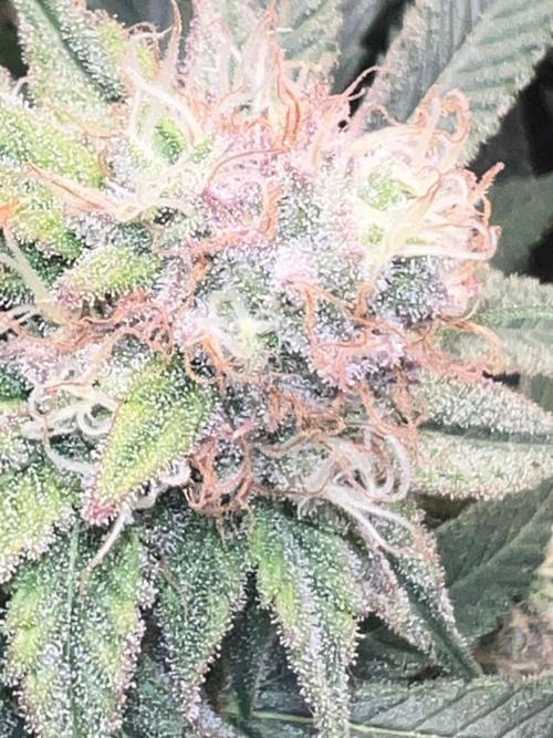 Winter Grow Barney’s Farm. Week 14