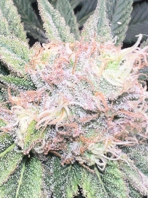 Winter Grow Barney’s Farm. Week 14