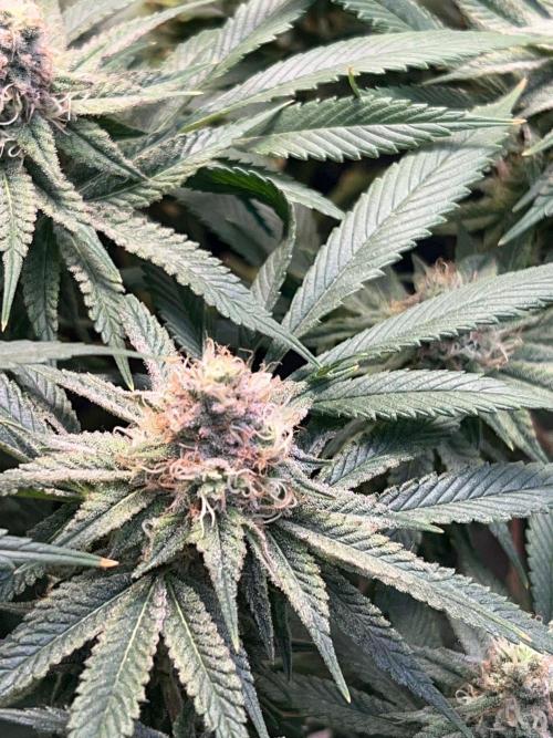 Winter Grow Barney’s Farm. Week 14