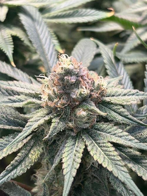 Winter Grow Barney’s Farm. Week 14