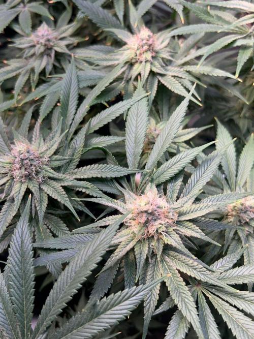 Winter Grow Barney’s Farm. Week 14