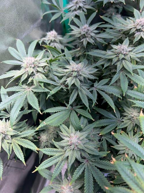 Winter Grow Barney’s Farm. Week 14