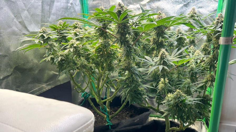 Winter Grow Barney’s Farm. Week 14