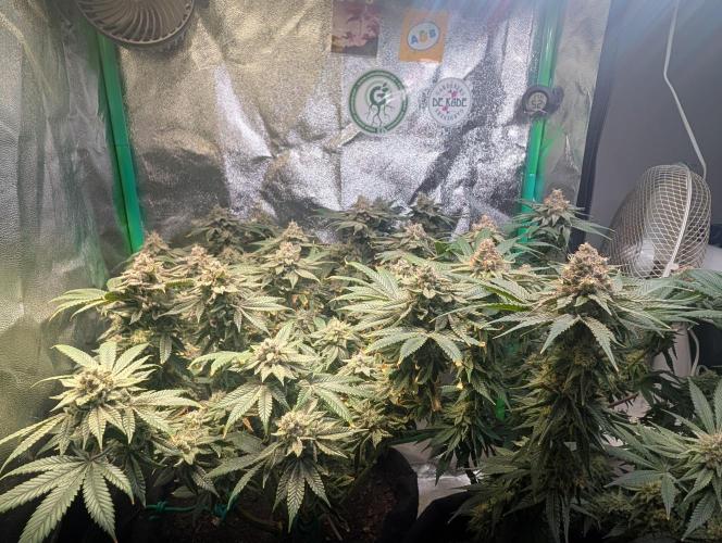 Winter Grow Barney’s Farm. Week 15 - Left: Lemon Cherry Gelato
Right: Papaya Frosting