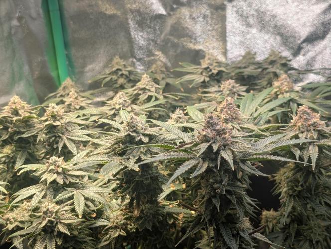 Winter Grow Barney’s Farm. Week 15 - Left: Lemon Cherry Gelato
Right: Papaya Frosting