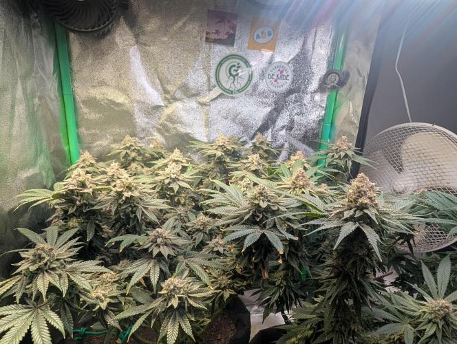 Winter Grow Barney’s Farm. Week 15 - Left: Lemon Cherry Gelato
Right: Papaya Frosting