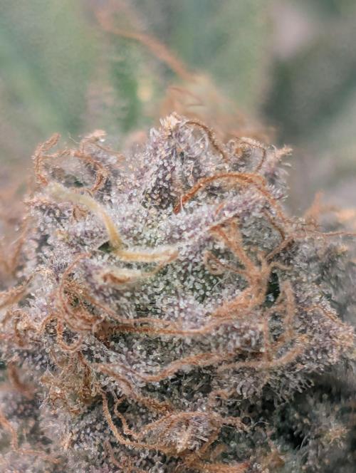 Winter Grow Barney’s Farm. Week 15 - Lemon Cherry Gelato