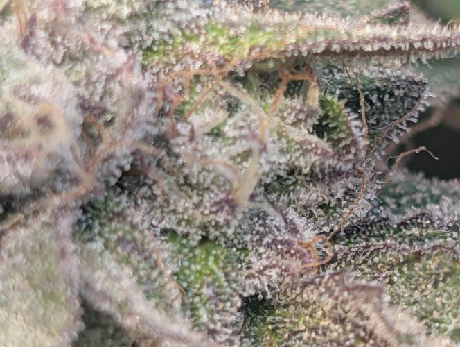 Winter Grow Barney’s Farm. Week 15 - Papaya Frosting